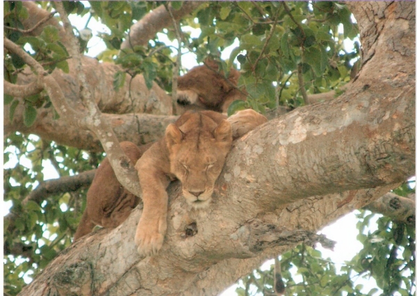 Tree lions in Uganda Tree lions in Uganda