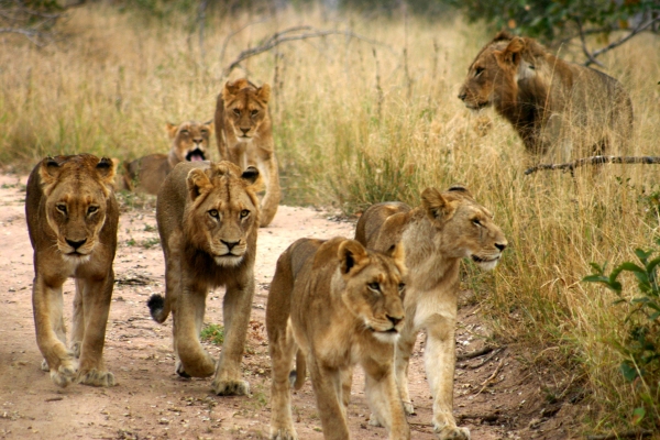 Lions in the Kruger Park